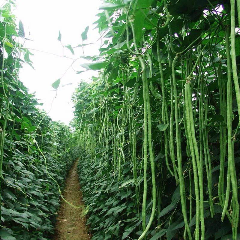 无架豇豆种植技术