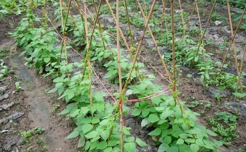 无架豇豆种植技术