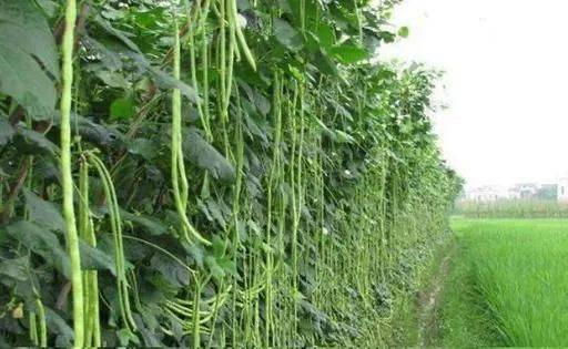 无架豇豆种植技术