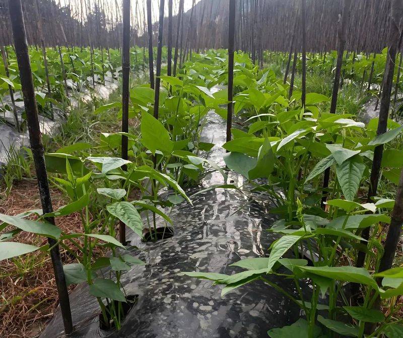 无架豇豆种植技术