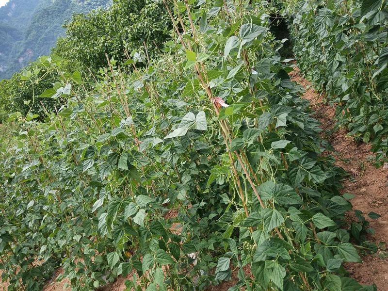 无架豇豆种植技术