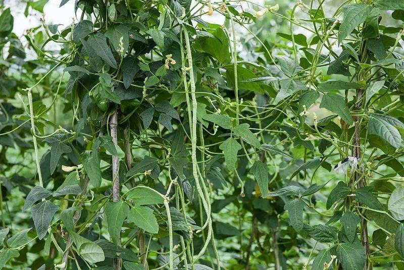 无架豇豆种植技术