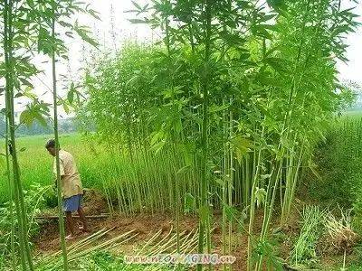 剑麻种植技术