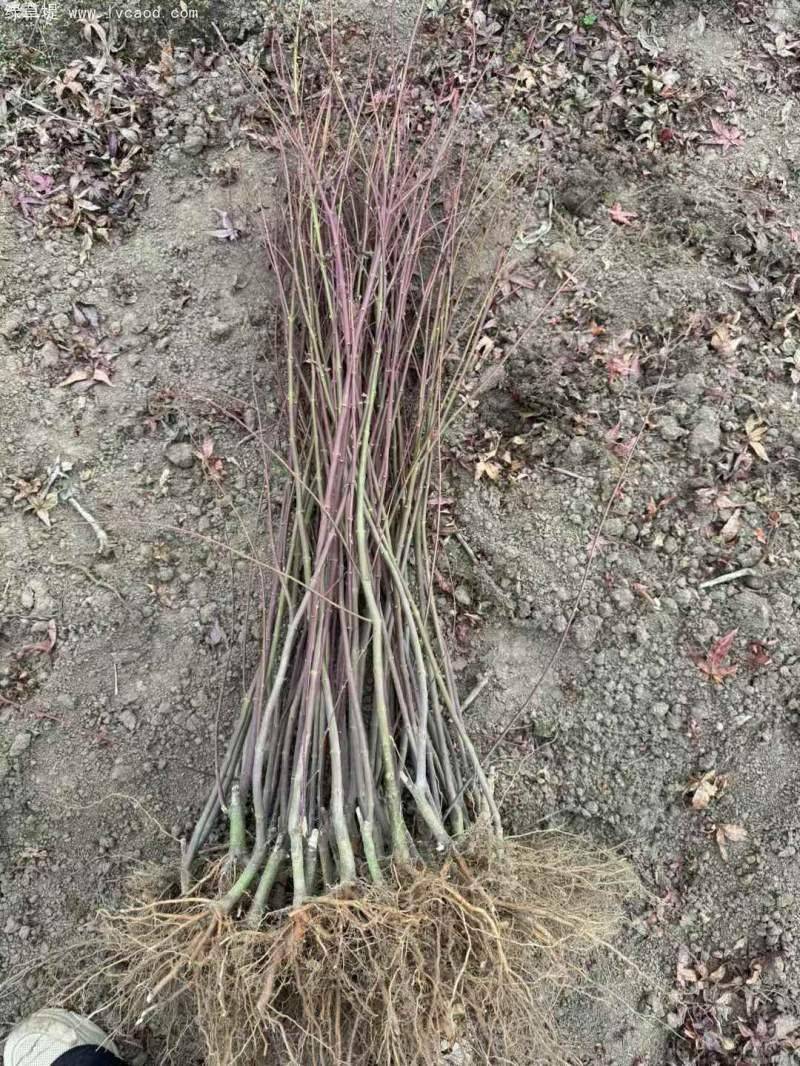 枫树种子种植方法