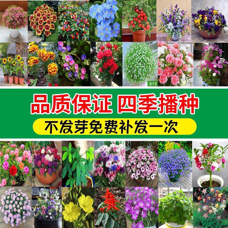 阳光房花坛植物种植
