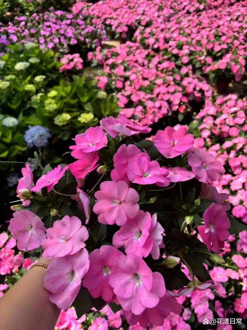 阳光房花坛植物种植