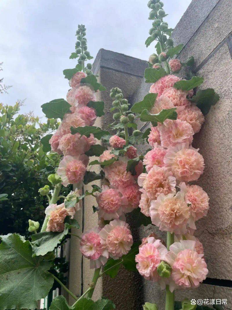 阳光房花坛植物种植