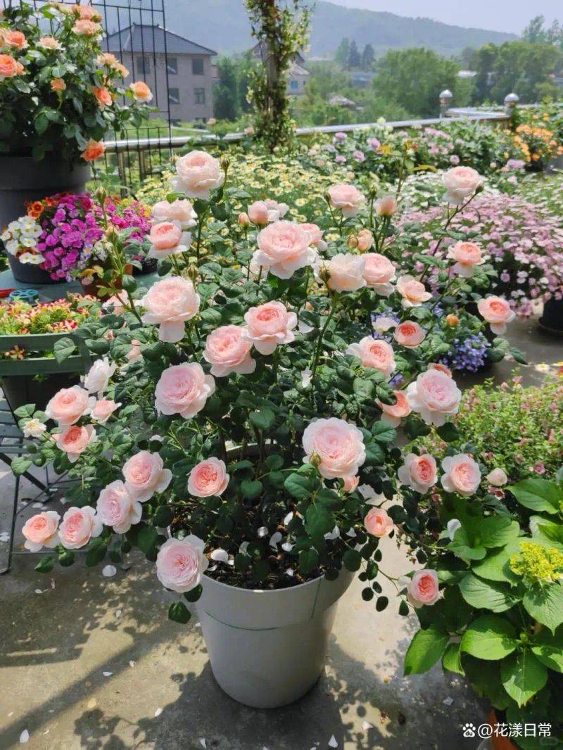阳光房花坛植物种植