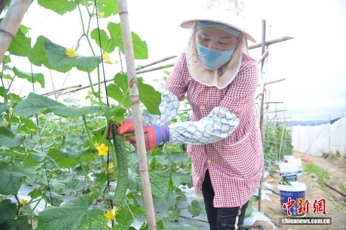 空心菜种植方法