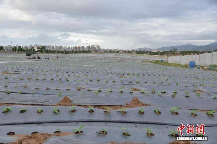 空心菜种植方法