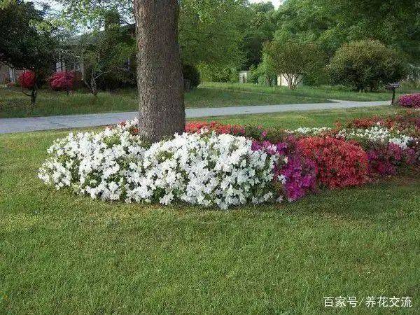 阳光房花坛植物种植