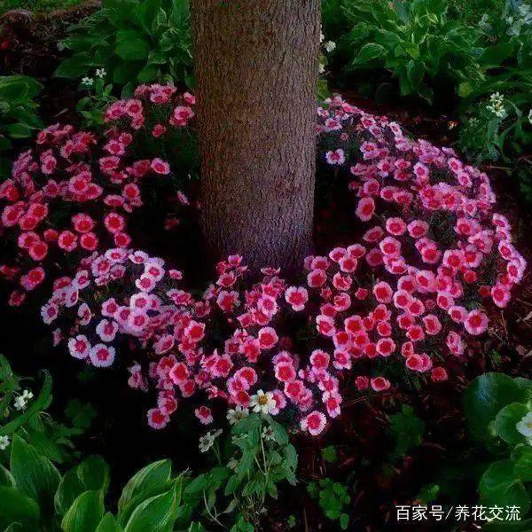 阳光房花坛植物种植
