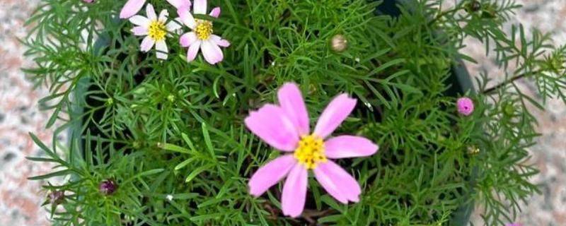 波斯菊种植技术
