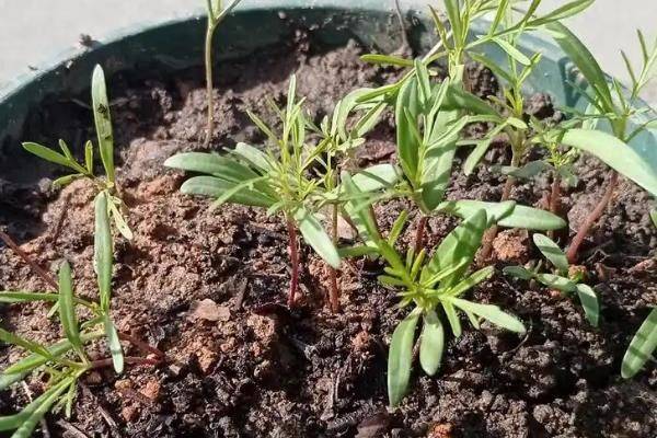 波斯菊种植技术
