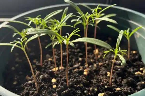 波斯菊种植技术