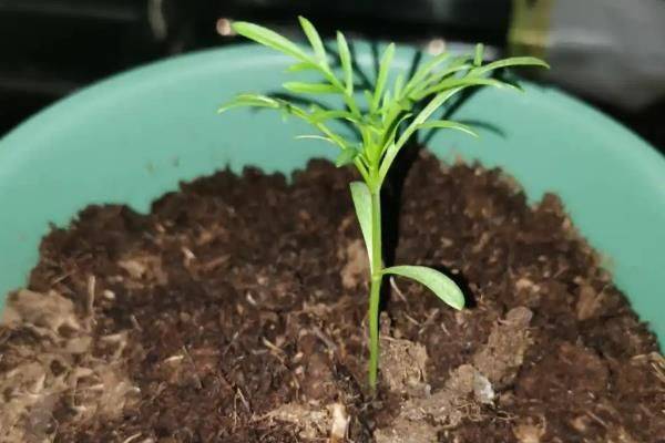 波斯菊种植技术