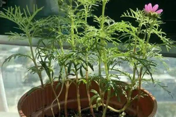波斯菊种植技术