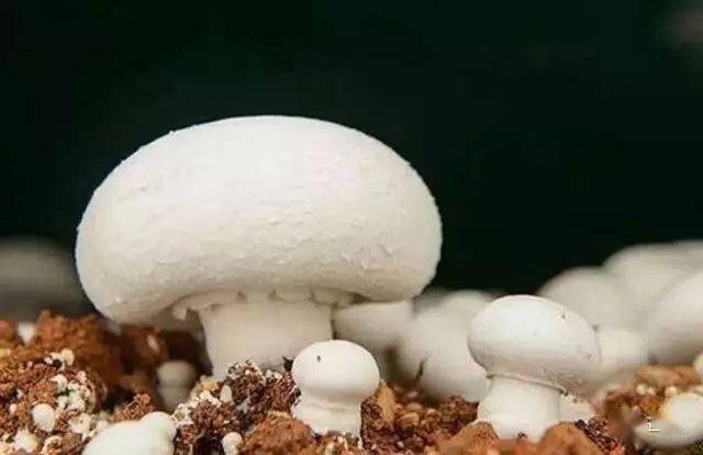 蘑菇种植方法