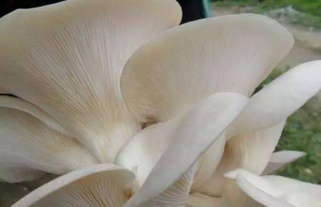 蘑菇种植方法
