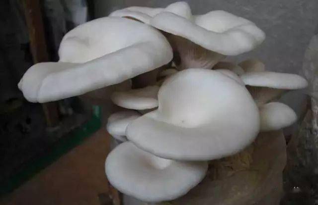 蘑菇种植方法