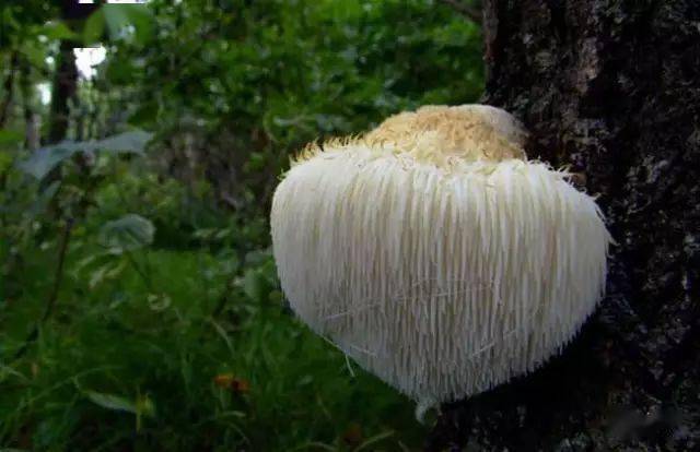 蘑菇种植方法
