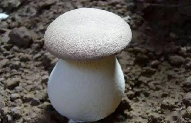 蘑菇种植方法