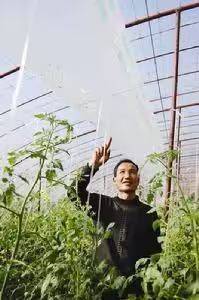 大棚水果黄瓜种植技术精选