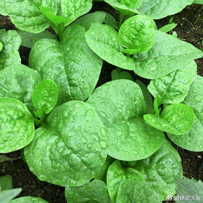 空心菜种植方法