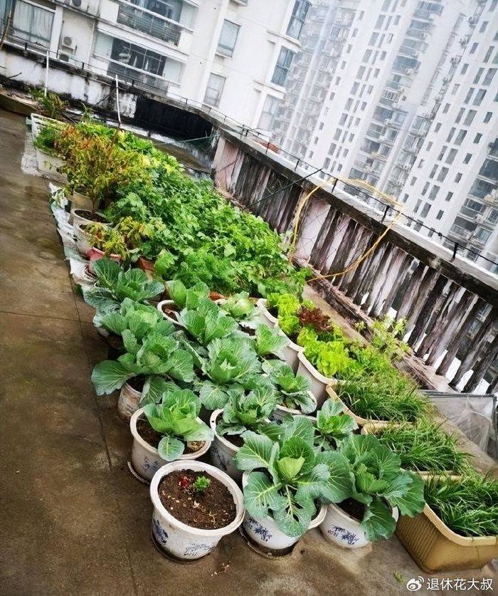 空心菜种植方法