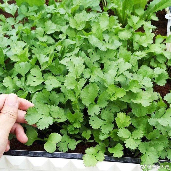 空心菜种植方法
