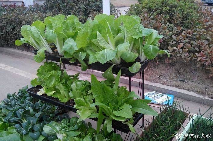 空心菜种植方法