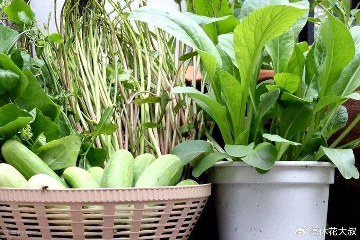 空心菜种植方法