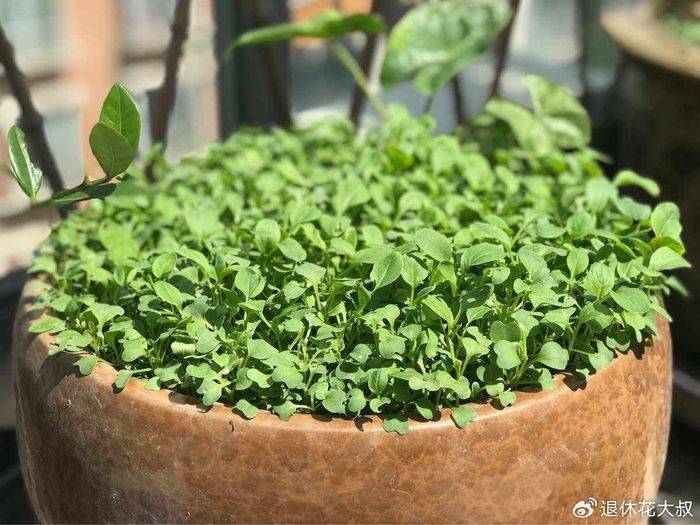 空心菜种植方法