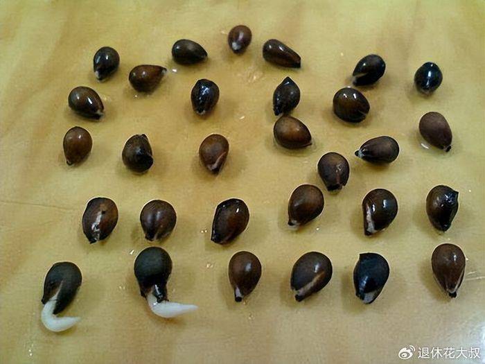 空心菜种植方法