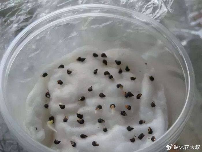 空心菜种植方法