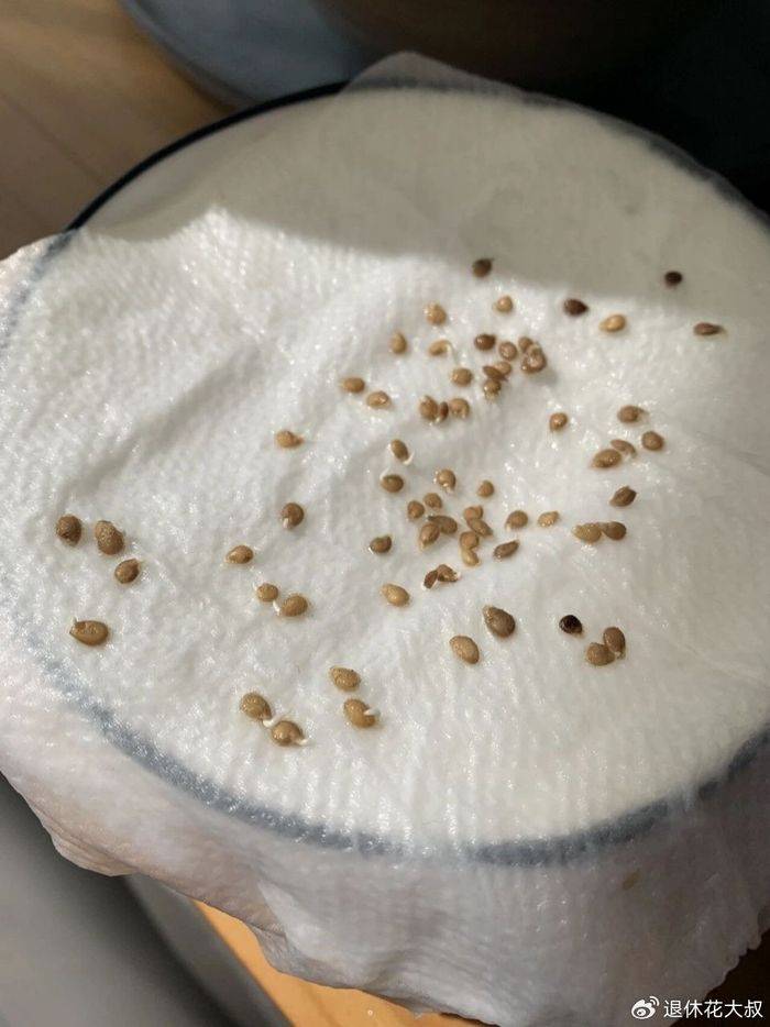 空心菜种植方法