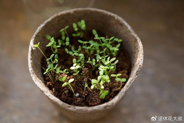 空心菜种植方法
