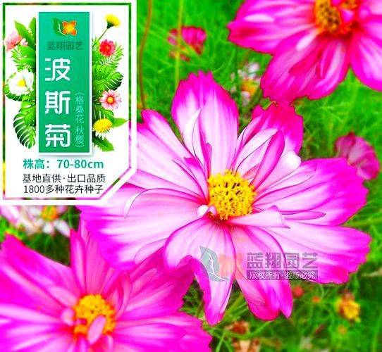 波斯菊种植技术