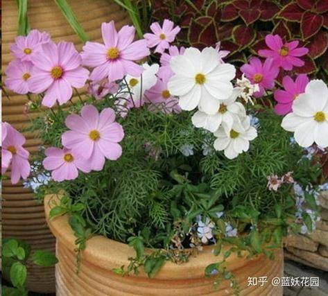 波斯菊种植技术