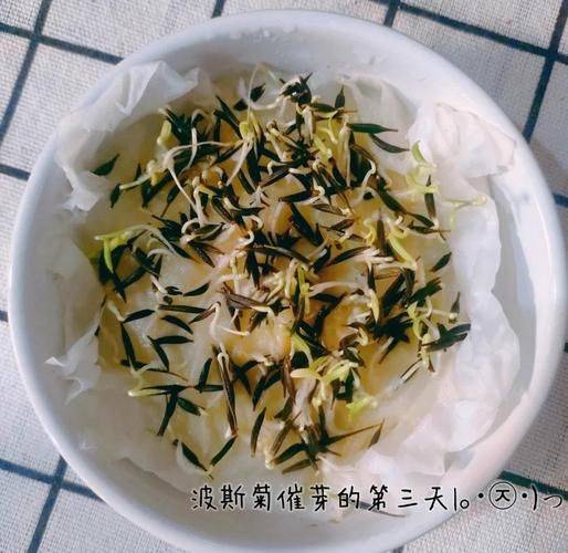 波斯菊种植技术