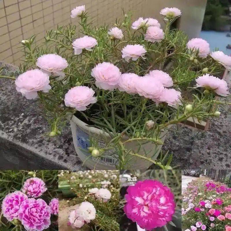 阳光房花坛植物种植