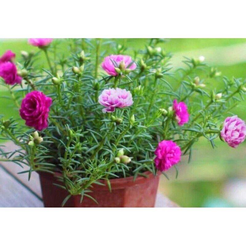 阳光房花坛植物种植