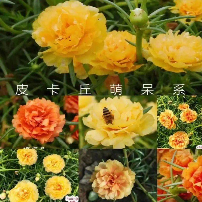 阳光房花坛植物种植