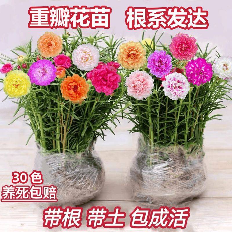 阳光房花坛植物种植