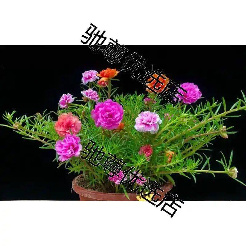 阳光房花坛植物种植