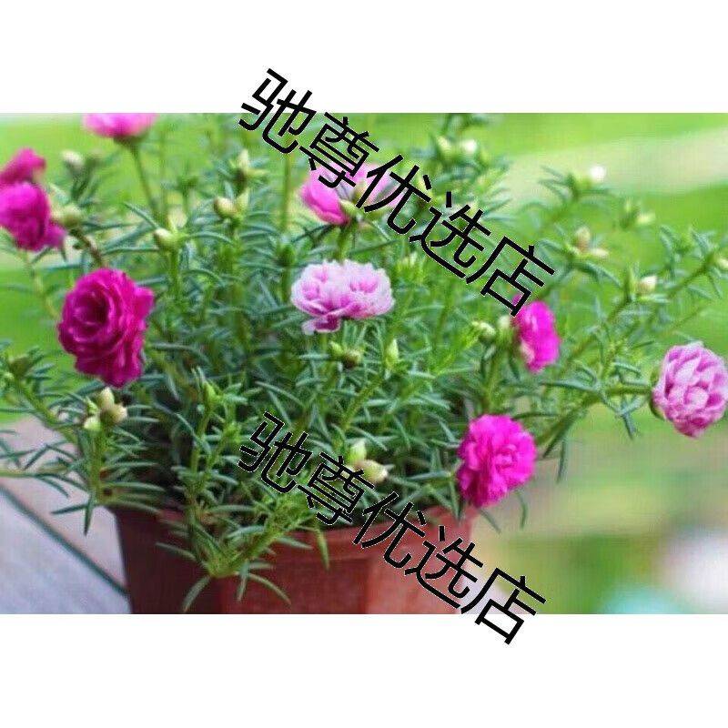 阳光房花坛植物种植