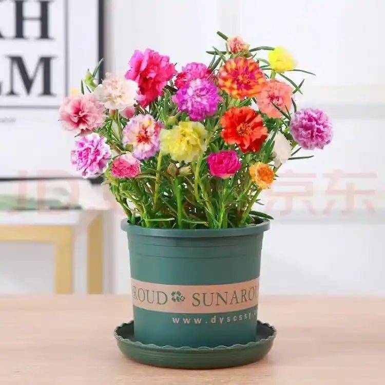 阳光房花坛植物种植