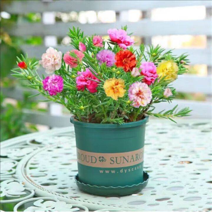阳光房花坛植物种植