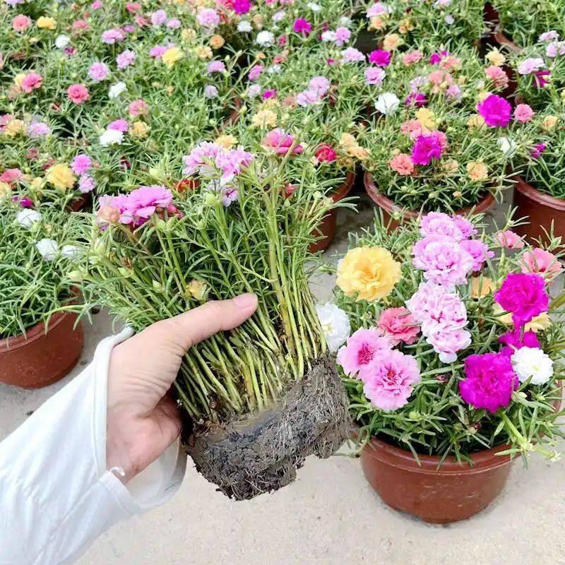 阳光房花坛植物种植