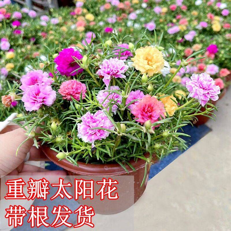 阳光房花坛植物种植